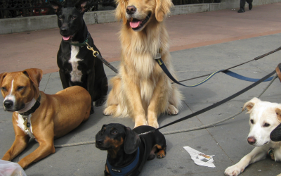 The Grace of Dogs