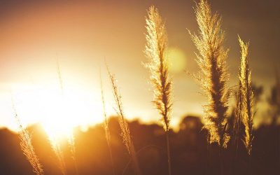 Living Among God’s Faithful People Part 6