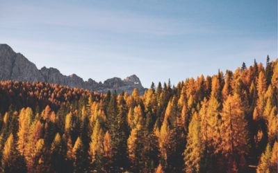 Faith Alone: The Heart of Everything